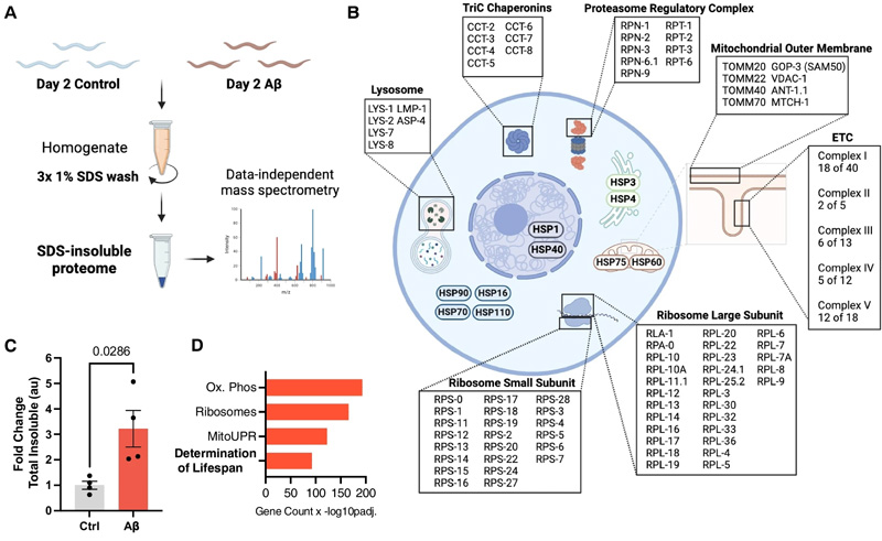 β淀粉樣蛋白驅動蛋白質組全蛋白質的不溶性，類似于正常衰老