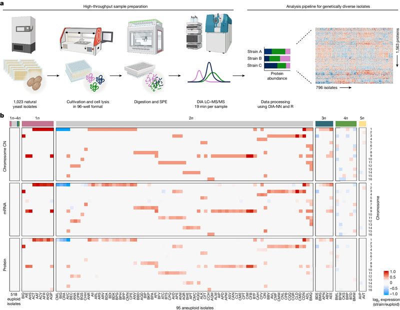 高通量蛋白質(zhì)組學管道和跨組學數(shù)據(jù)集的組裝，用于研究天然酵母分離物中的非整倍體
