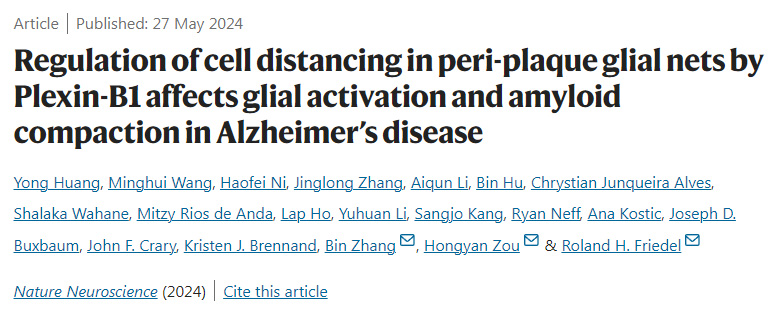 Plexin-B1對阿爾茨海默病斑塊周圍神經(jīng)膠質(zhì)網(wǎng)細(xì)胞距離的調(diào)節(jié)影響神經(jīng)膠質(zhì)活化和淀粉樣蛋白壓實 Plexin-B1對阿爾茨海默病斑塊周圍神經(jīng)膠質(zhì)網(wǎng)細(xì)胞距離的調(diào)節(jié)影響神經(jīng)膠質(zhì)活化和淀粉樣蛋白壓實