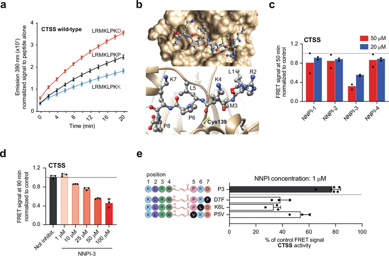 針對CTSS或CTSB的NNPI的設計和開發(fā) 針對CTSS或CTSB的NNPI的設計和開發(fā)
