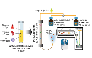 Nature Aging破解衰老的密碼——脂質(zhì)變化