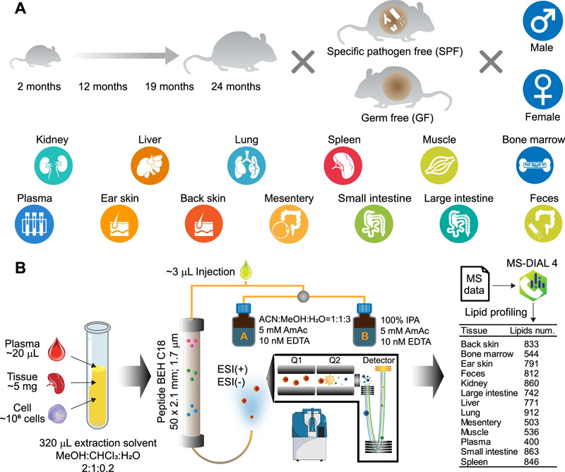 該研究的實(shí)驗設(shè)計和脂質(zhì)分析總結(jié) 該研究的實(shí)驗設(shè)計和脂質(zhì)分析總結(jié)
