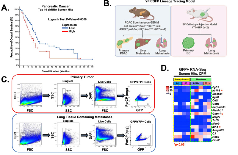 shRNA篩選命中的功能驗(yàn)證，包括轉(zhuǎn)移細(xì)胞中的Gstt1