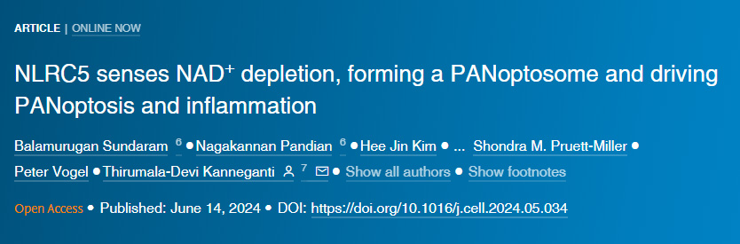 NLRC5感知NAD+損耗形成泛視小體并驅(qū)動(dòng)泛視癥和炎癥