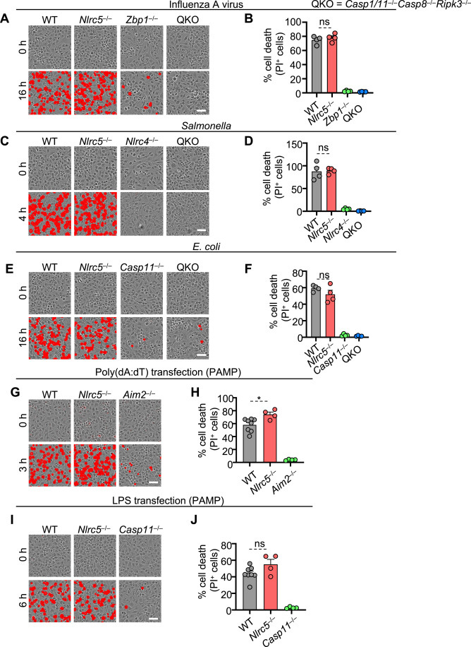 裂解細(xì)胞死亡需要NLRC5