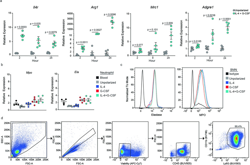 極化過程中BMN基因表達(dá)的動(dòng)力學(xué)