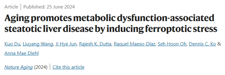 衰老通過誘導(dǎo)脫鐵應(yīng)激促進(jìn)代謝功能障礙相關(guān)脂肪變性肝病 衰老通過誘導(dǎo)脫鐵應(yīng)激促進(jìn)代謝功能障礙相關(guān)脂肪變性肝病