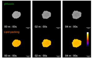 救命藥差點“要命”？Plos Bio揭秘：本是保護(hù)細(xì)胞的“脂肪盾牌”，為何卻成了癌細(xì)胞的保護(hù)傘？