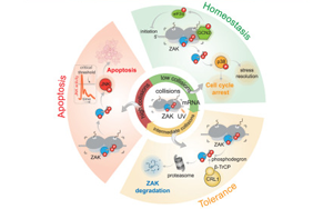 核糖體和ZAK蛋白刺激細胞對紫外線輻射損傷的初始反應(yīng)
