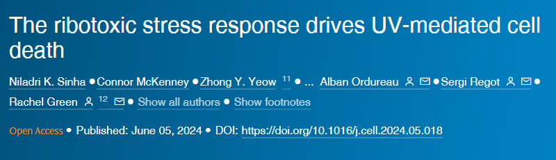 核糖毒性應(yīng)激反應(yīng)驅(qū)動(dòng)紫外線介導(dǎo)的細(xì)胞死亡 核糖毒性應(yīng)激反應(yīng)驅(qū)動(dòng)紫外線介導(dǎo)的細(xì)胞死亡