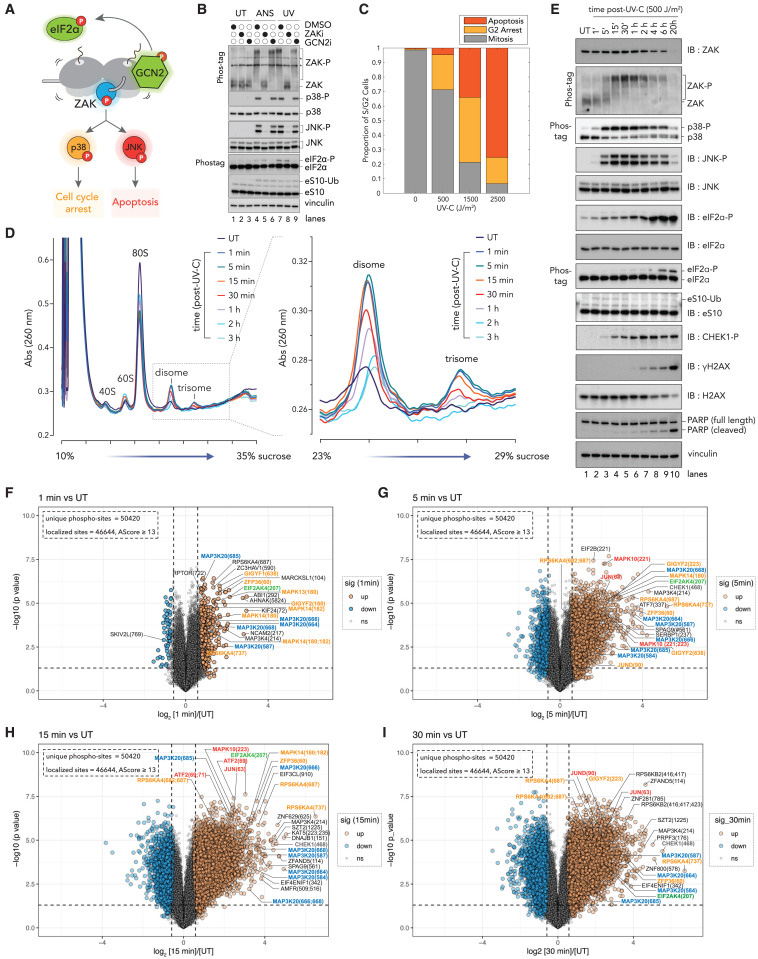 對(duì)紫外線輻射的即時(shí)早期反應(yīng)主要由核糖體介導(dǎo)的信號(hào)傳導(dǎo) 對(duì)紫外線輻射的即時(shí)早期反應(yīng)主要由核糖體介導(dǎo)的信號(hào)傳導(dǎo)