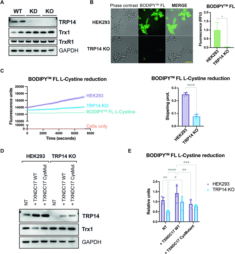 TRP14是HEK293細(xì)胞中胱氨酸減少的限速酶