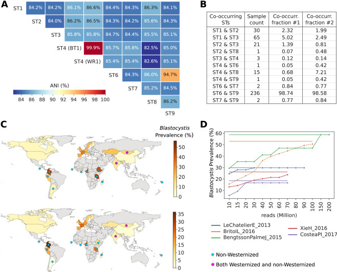 全球芽囊炎的流行率是可變的，僅限于腸道微生物群落