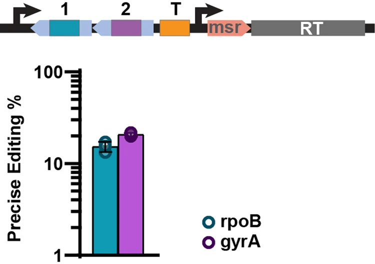 逆轉(zhuǎn)錄酶多位點(diǎn)架構(gòu)實現(xiàn)了精確的基因組編輯 逆轉(zhuǎn)錄酶多位點(diǎn)架構(gòu)實現(xiàn)了精確的基因組編輯