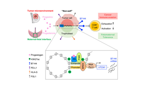 Cell：癌癥和懷孕具有共同的免疫分子機制！