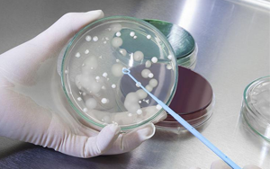 深耕微生物培養(yǎng)領(lǐng)域 歷經(jīng)多年驗(yàn)證，西寶生物隆重推出胰蛋白胨+酵母粉王炸組合