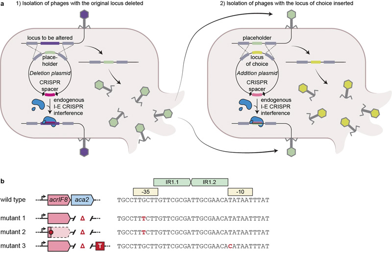 噬菌體工程和噬菌體逃逸突變體 噬菌體工程和噬菌體逃逸突變體