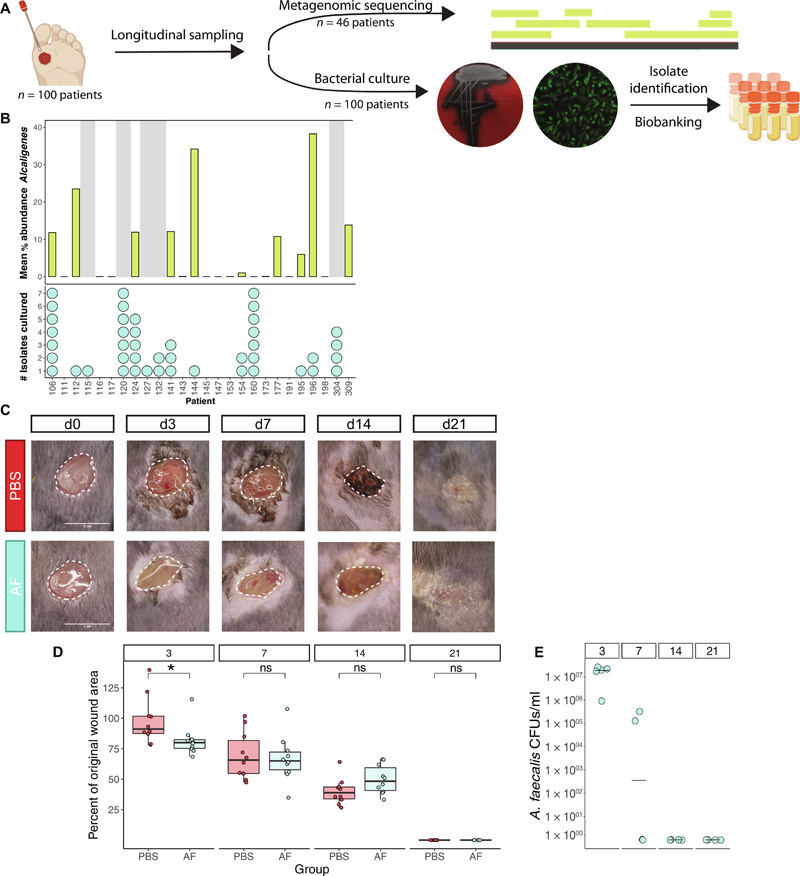 糞芽孢桿菌糾正異常的基質(zhì)金屬蛋白酶表達(dá)，促進(jìn)糖尿病傷口的再上皮化