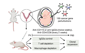 Nature：獨(dú)特的基因程序驅(qū)動癌癥的發(fā)展