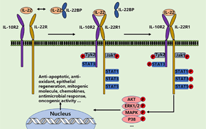 PNAS：影響腸道微生物群健康和對細(xì)菌感染反應(yīng)的蛋白質(zhì)