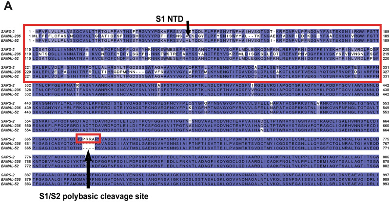 BANAL-236尖峰NTD與SARS-2和BANAL-52不同