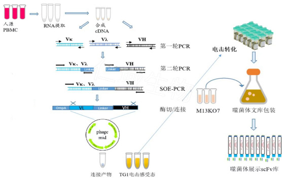 噬菌體展示技術(shù)路線