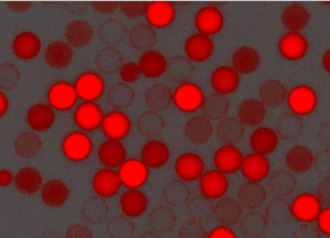 紅色羧基聚苯乙烯微球，粒徑300nm，4%固含量