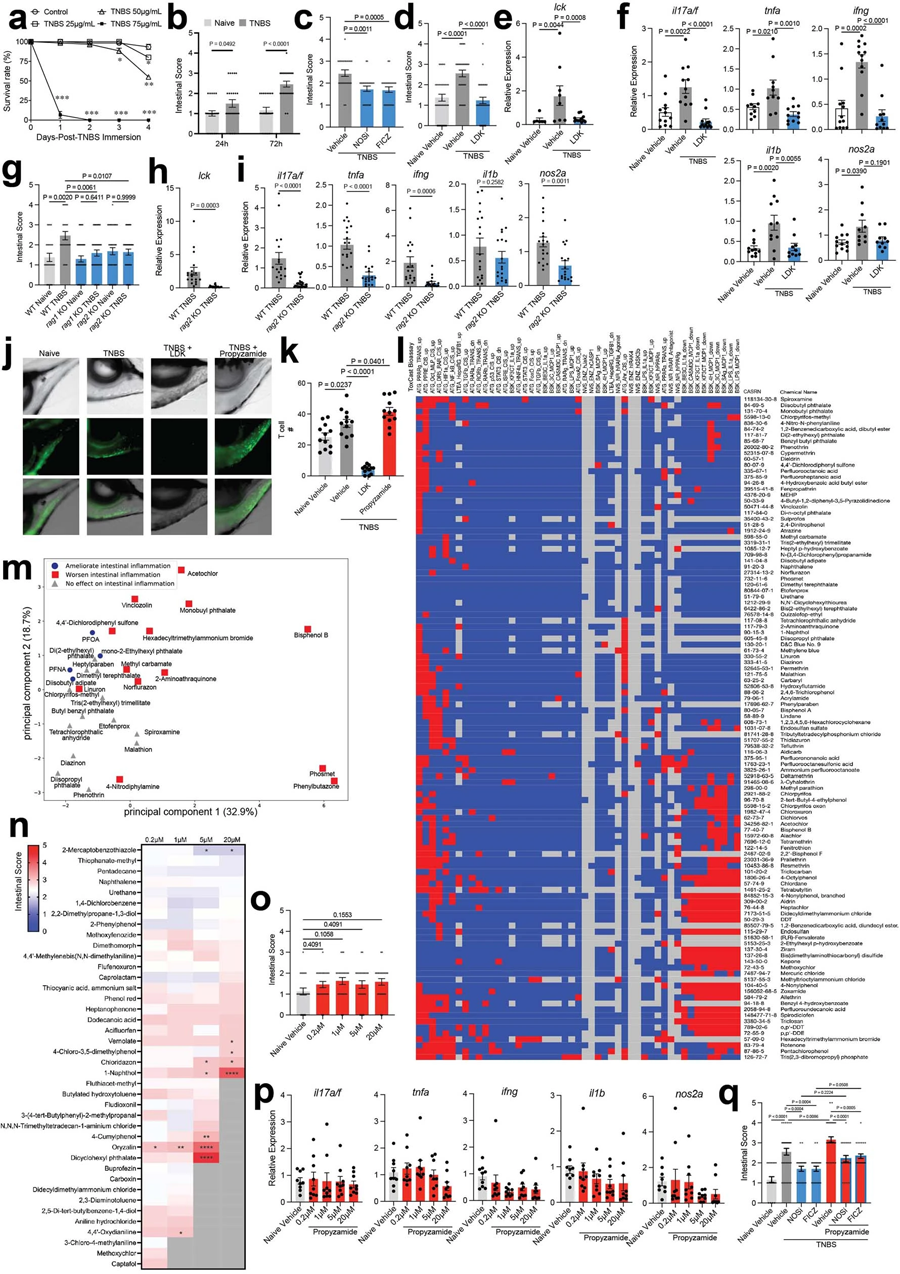 TNBS誘導(dǎo)斑馬魚腸道炎癥