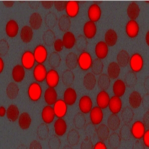 紅色羧基聚苯乙烯微球，粒徑300nm，4%固含量